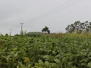 Falta de luz do sol começa a preocupar agricultores