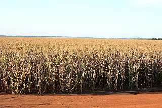 Chegada do inverno preocupa produtores de milho de MS