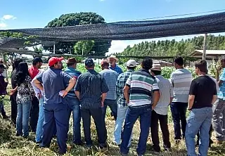 Bovinocultura de corte é tema de evento da Embrapa na Capital