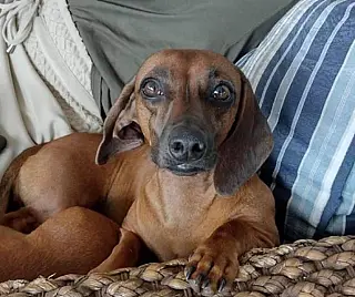 Donos pagam R$ 1.000 por cachorra roubada