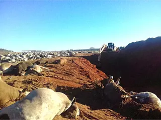 Ração contaminada com toxina pode ser a causa da morte de 1100 cabeças de gado