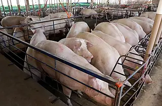 Suinocultura de MS cresce e se transforma em referência