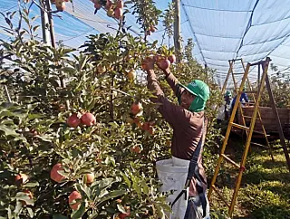 Funtrab tem 250 vagas para a colheita de maçã