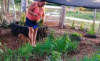 Sebrae tem programas que garantem alimento na mesa