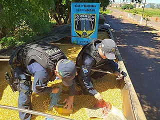 Polícia Militar faz maior apreensão de drogas e recupera 5,5 ton de maconha em carga de milho
