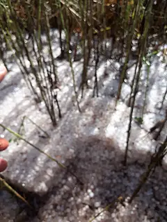 Granizo 'afunda' a soja