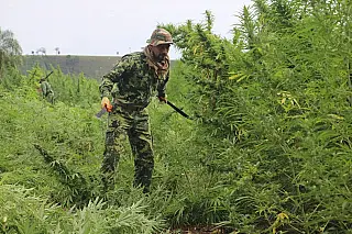Em 5 dias, operação conjunta destrói 143 hectares de maconha