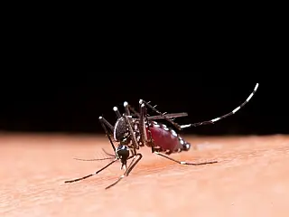 MP monitora ações de combate a chikungunya