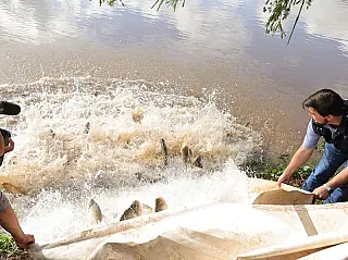 Parque do Lago recebe 2,5 toneladas de peixes para Festa