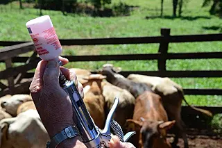 Começa hoje em Mato Grosso do Sul segunda etapa da vacinação contra febre aftosa em bovinos