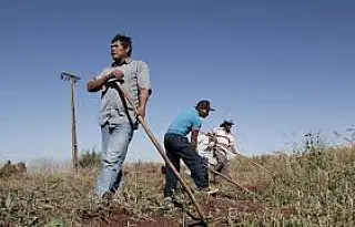 MPF pede que órgãos façam fiscalização do uso de agrotóxicos em MS