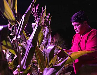 Acadêmico experimenta cultura de milho com luzes
