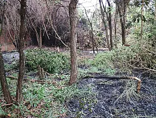 Queimada irregular é contida