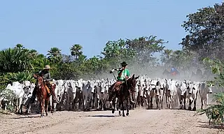 Na primeira quinzena de setembro o preço da arroba se mantém em alta