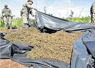 Operação no Paraguai destrói mais de 600 toneladas de drogas