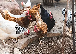 Agraer, Embrapa e Iagro previnem agricultor familiar sobre gripe aviária
