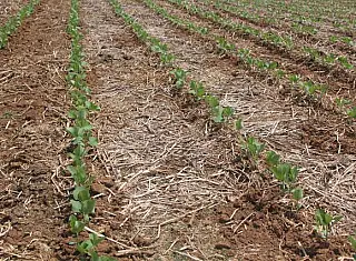 Embrapa alerta para impactos do calor no plantio da soja