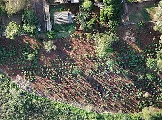 Sanesul planta 1450 mudas no córrego Paragem