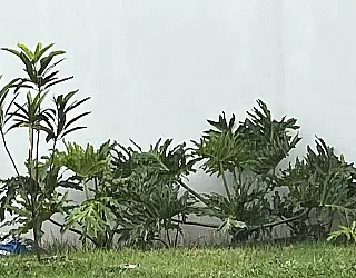 Previsão de chuvas pelos próximos sete dias