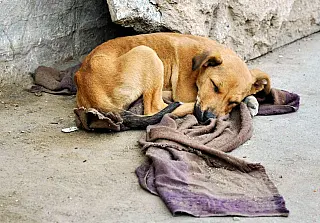 Câmara aprova projeto de lei para combater o abandono de animais