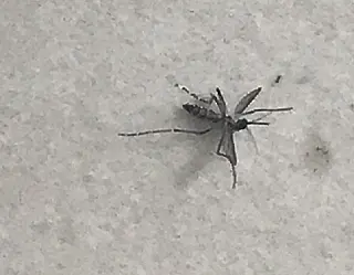 Números da Dengue preocupam no Estado