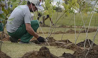 Projeto ajuda a reflorestar bioma 100% brasileiro
