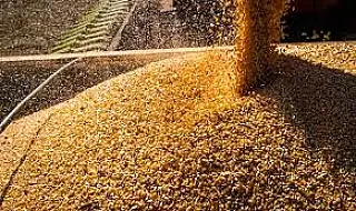 Brasil colherá 297,5 milhões de toneladas de grãos, estima a Conab