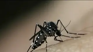 MS registra cinco mortes por dengue em três meses
