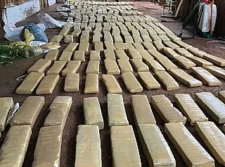 Polícia paraguaia destroi plantação e apreende lote de maconha pronto pra entrega