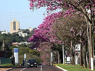 Imam promove apresentação virtual de planejamento de arborização da cidade