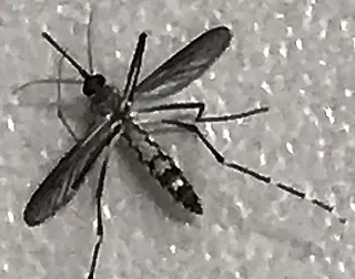 Conheça as preferências do Aedes aegypti