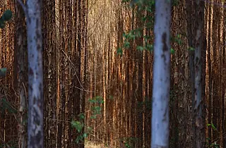 Base florestal em Mato Grosso do Sul deve crescer 40% até 2028