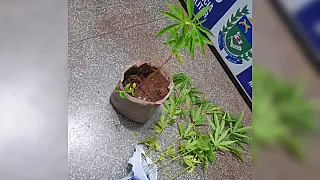 Polícia descobre plantação de maconha em casa após disparos de arma de fogo