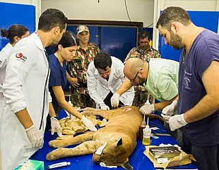 Clínica Veterinária da Unigran é unica a atender animais silvestres na região