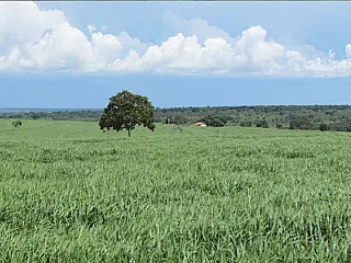 Grupo anuncia R$ 20 milhões para projeto integrado em MS