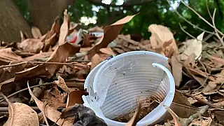 MS confirma segunda morte por dengue