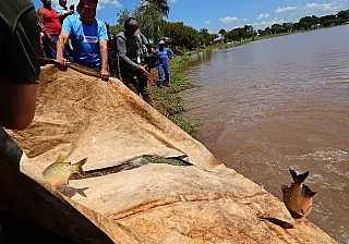 Lago ganha 3 toneladas de peixes para a Festa