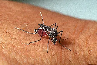 Picada do Aedes aegypti é capaz de transmitir múltiplos vírus