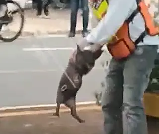 Porco solto no centro de Dourados