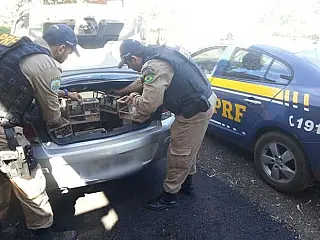 Apreendido 38 pássaros em porta-malas de carro no MT