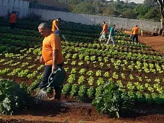 Em MS, detentos produzem verduras e legumes para entidades e escolas