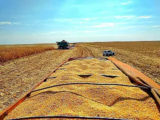 Mato Grosso do Sul colheu 9,8 milhões de toneladas de milho na safra