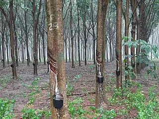 Seringueira é o novo atrativo do setor florestal em Mato Grosso do Sul
