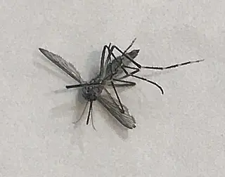 Dourados tem 183 casos de dengue