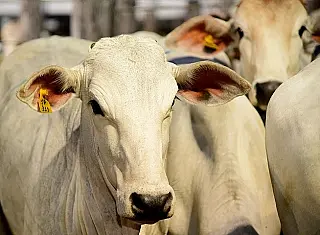 Estado implanta o Cadastro Eletrônico da Agropecuária