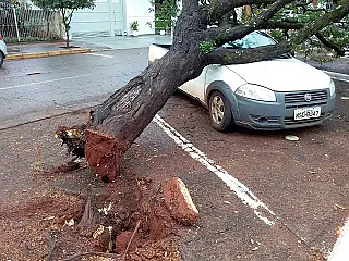 Árvore podre cai sobre carro em área de parquímetro no centro