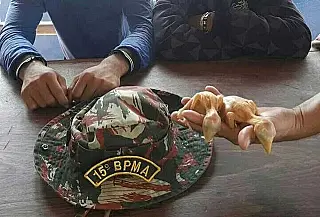 Policia prende jovens por traficarem filhotes de tucanos em Mato Grosso do Sul