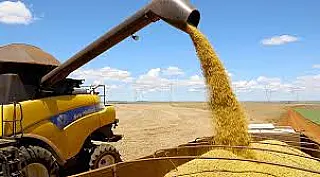Safras de Soja e Milho crescem no Brasil