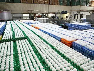 Cooperativismo do povo japonês faz de Terenos a cidade dos ovos
