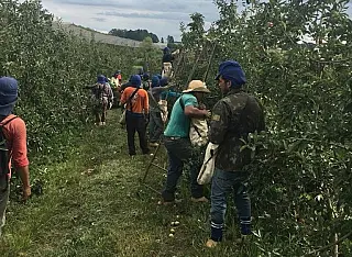 Índios substituem a colheita da cana em MS pelas lavouras de maçã no Sul do País